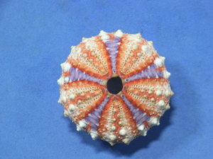  sea urchin. specimen 43mm