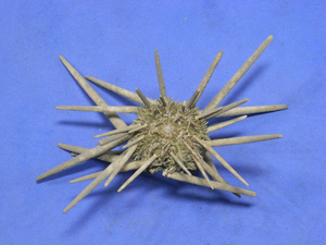 sea urchin. specimen 105mm*80mm. Taiwan 