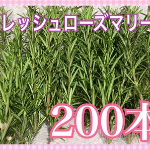 富山県産 無農薬フレッシュローズマリー200本