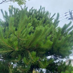 富山県産 無農薬赤松 黒松2kg