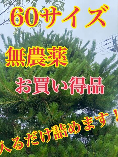 【お買い得サービス価格!】無農薬 富山県産 赤松黒松 60サイズ入るだけ詰めます!