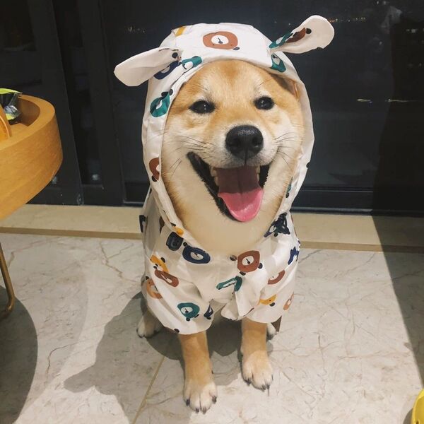 4PETS 犬の服 レインコート カッパ 洋服 ドッグウェア Sサイズ