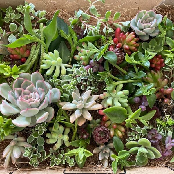 多肉植物 セダム カット苗 大きなエケベリア(ヘラクレス)入り 詰め合わせ