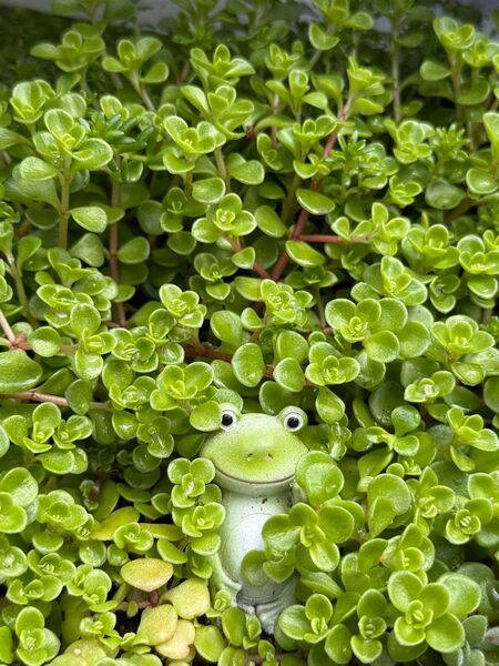 多肉植物 4種セット パリダム マルハマンネングサ 斑入り グリーン セダム モリモリ