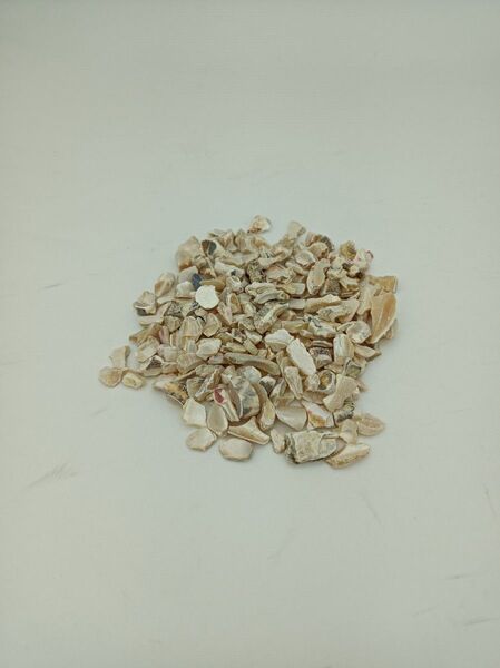 巻貝 貝殻 1kg