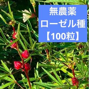ローゼル 種子 100粒