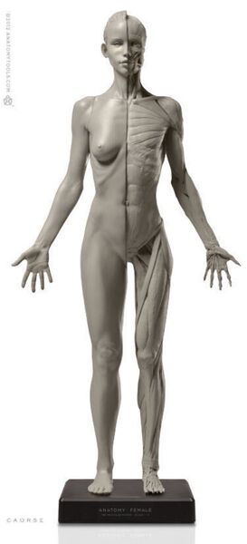 Anatomy Tools 人体模型 アナトミー 女性Ver 2-A フィギュア Flesh 新品・未開封 レア品