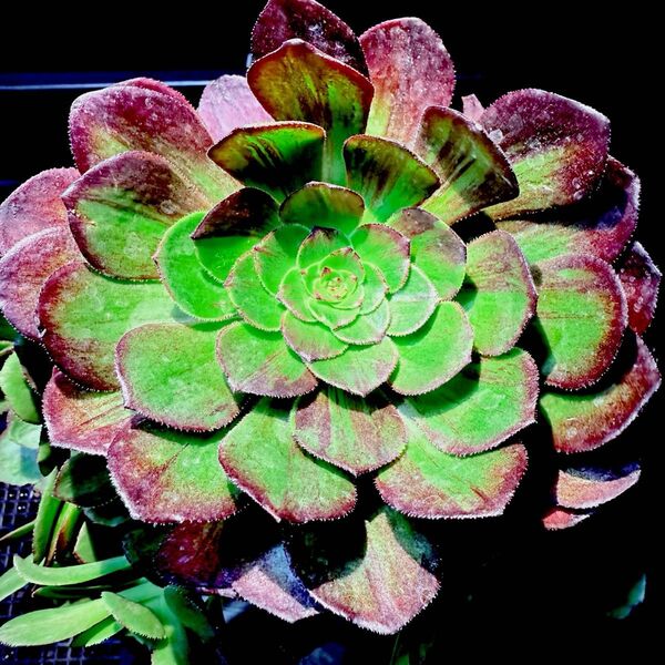 アエオニウム 花月夜(自然群生) 多肉植物 観葉植物