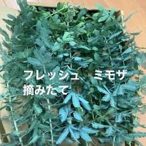 フレッシュ ミモザ 摘みたて