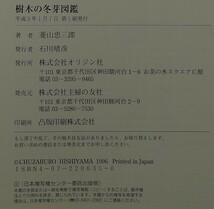 【超希少】【初版、美品】古本　樹木の冬芽図鑑　著者/菱山忠三郎　（株）主婦の友社_画像8