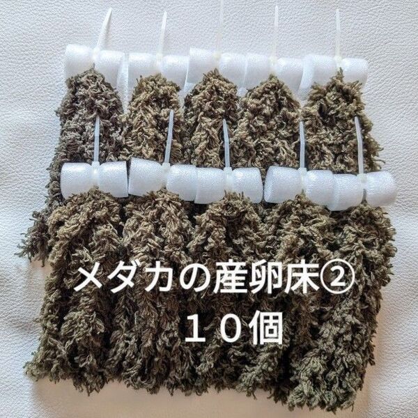 メダカの産卵床 10個 ②