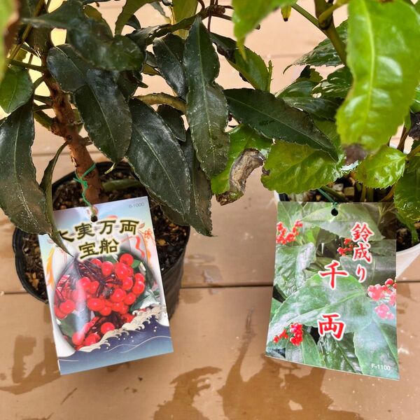 万両&千両 2点セット 大実万両“宝船”・鈴成り千両 苗木 ポット毎発送 タグ付き 縁起物植物