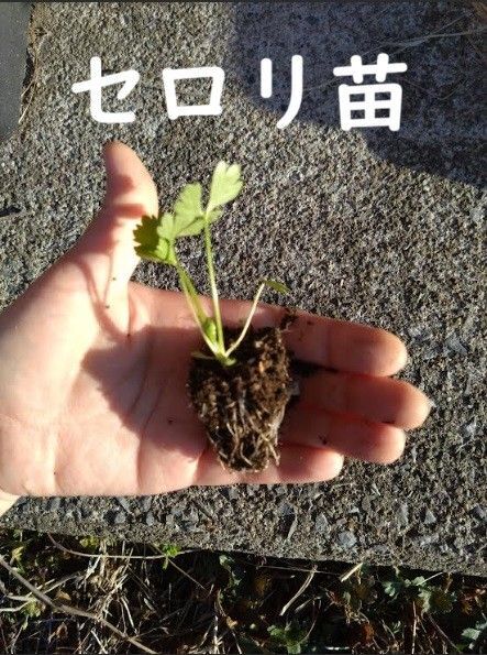 セロリ苗 10個 無農薬