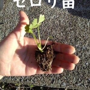 セロリ苗 5個+保証1個 無農薬