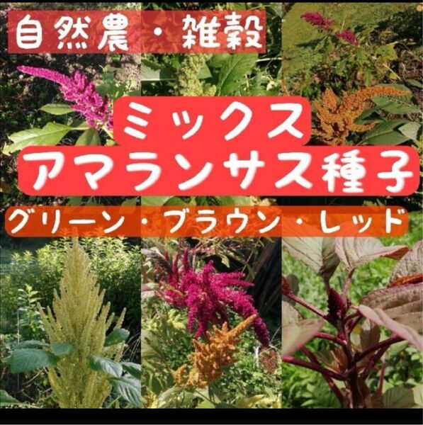 【お世話入らず◎雑穀栽培】アマランサスの種ミックス1g そだてやすい 家庭菜園 園芸 花畑 野菜の春蒔き