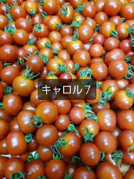 和歌山産ミニトマト キャロル7 1キロ