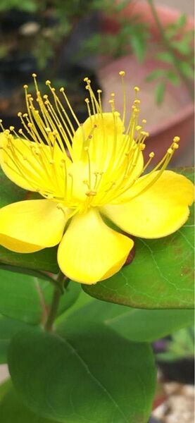 ヒペリカム オレンジ とても育て易く 暑さ寒さに強いです。花も実も楽しめる。切り花にもなります。