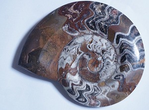 貝殻.化石.アンモナイト.モロッコ産化石 13cm