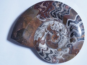  shell. fossil. Anne mo Night.moroko production fossil 13cm