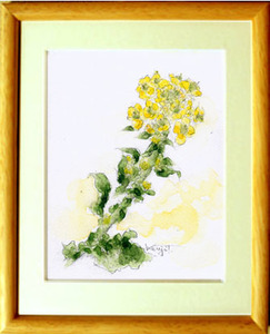 Art hand Auction ■･第 6839 号田中 健二画｢菜の花｣/プレゼント付き, 絵画, 水彩, 自然, 風景画