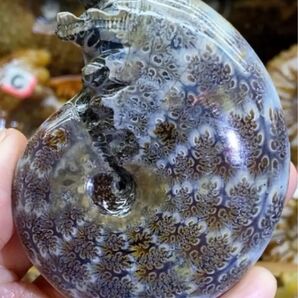 希少品 ユーパキディスカス アンモナイト化石 限定1個 送料無料 マダガスカル産 台座付き