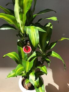 ヤフオク 幸福の木の中古品 新品 未使用品一覧 ヤフオク 幸福の木の中古品 新品 未使用品一覧