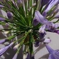アガパンサス2苗株