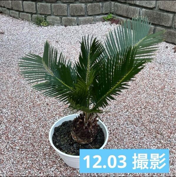 蘇鉄 ソテツ 観葉植物 庭木 アガベ 値下げしました!