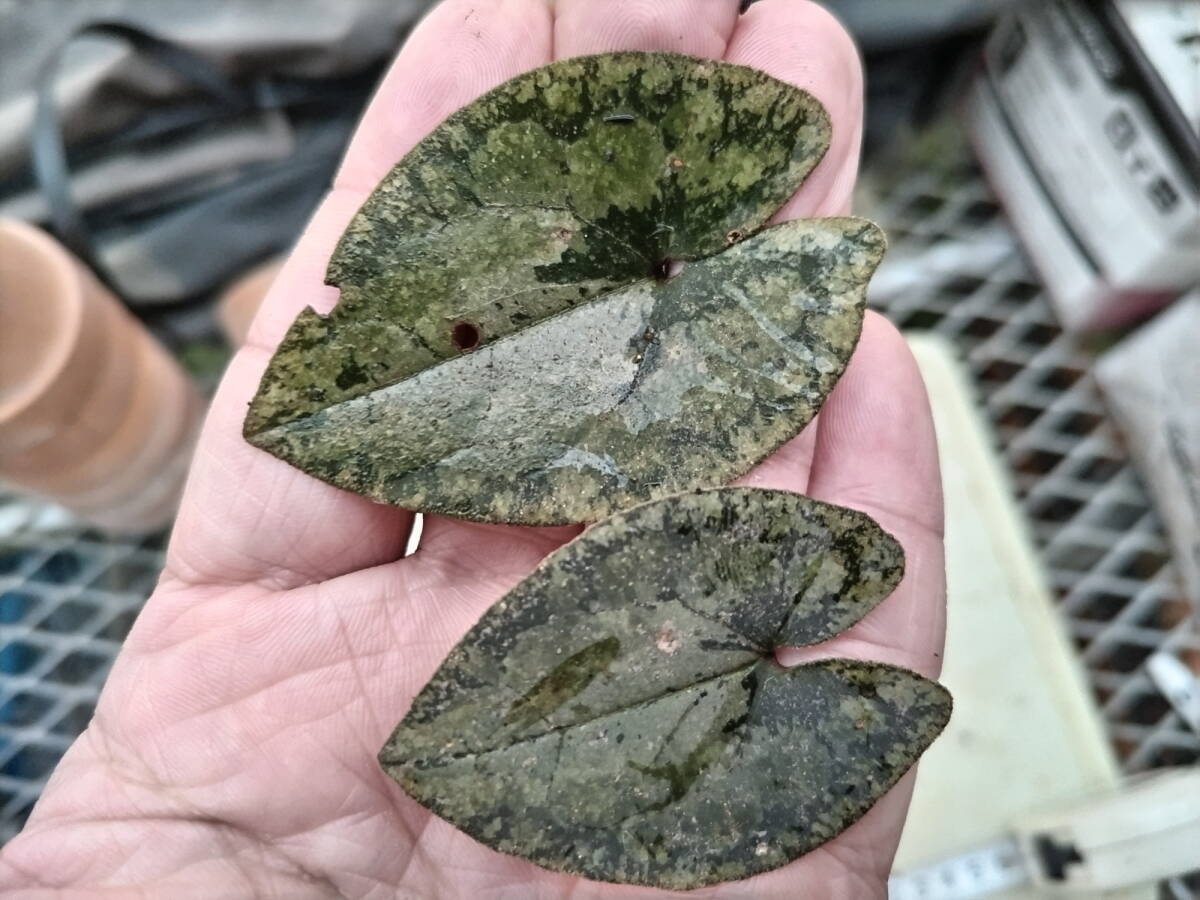 山野草・細辛・寒葵(静岡県産・カントウカンアオイ青軸散り斑) 山野草・細辛・寒葵(静岡県産・カントウカンアオイ青軸散り斑)