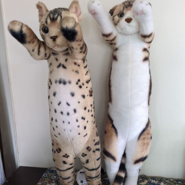 たっちZOOにゃんこセット