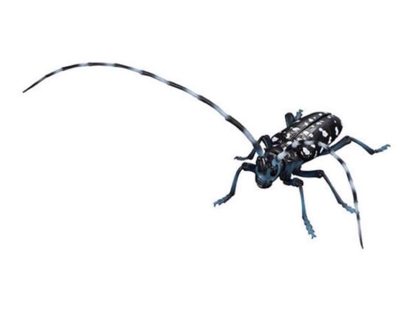いきもの大図鑑アドバンス カミキリムシ ゴマダラカミキリ 昆虫フィギュア ガチャ ガシャポン バンダイ 生き物大図鑑