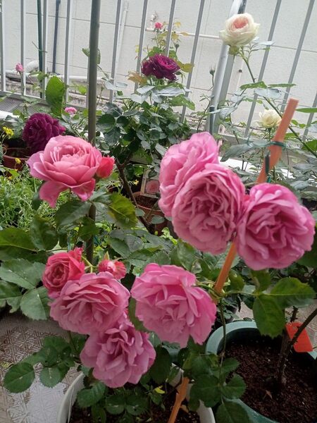 バラ挿し木 花持ちがいいバラ