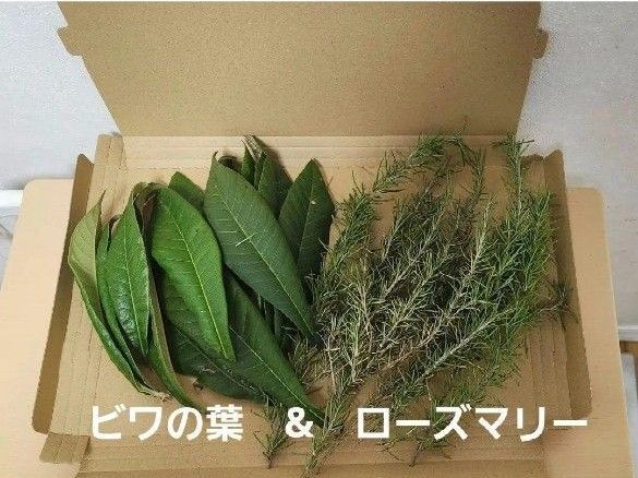 新鮮なローズマリーとビワの葉 無農薬