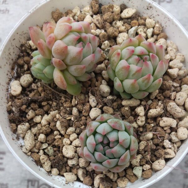 ヴィンセントカトー×ブルーミニマ 多肉植物