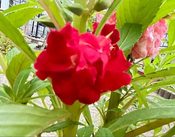 鳳仙花 ホウセンカ種 100種