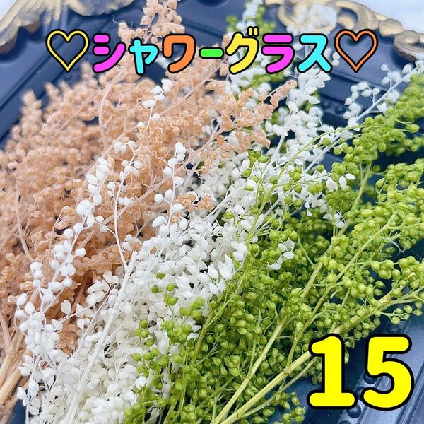 ドライフラワー シャワーグラス 15