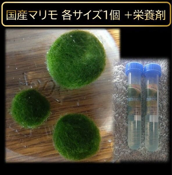 【国産マリモ 各サイズ×1 +栄養剤】水草 インテリア 観葉植物
