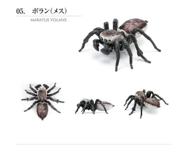 生き物大図鑑 クモ 蜘蛛 ボラン(メス) 内袋未開封 24時間以内発送 未使用 フィギュア
