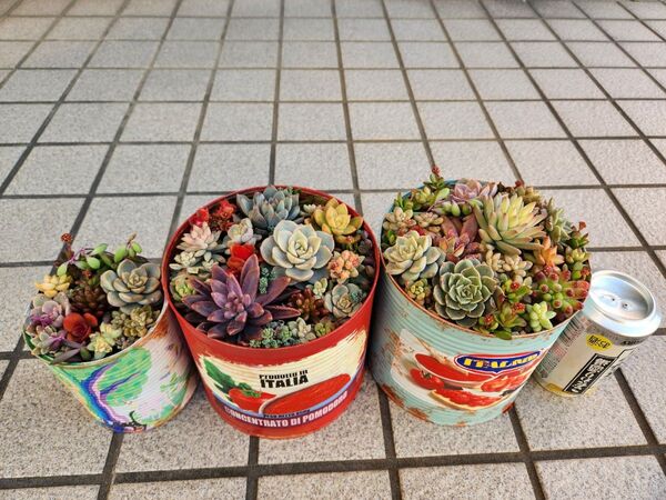 多肉植物 寄せ植え そのまま飾れる3個