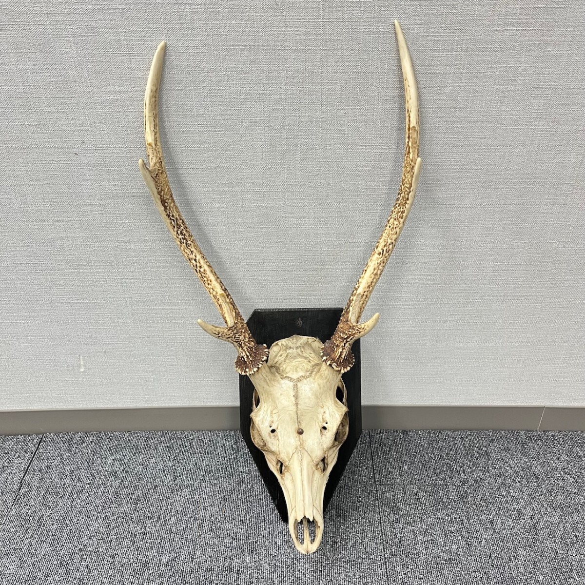 2025年最新】Yahoo!オークション -スカルトロフィーの中古品 2025年最新】Yahoo!オークション -スカルトロフィーの中古品