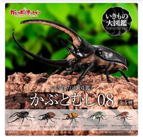 かぶとむし08 ポリフェムスオオツノカナブン(レッド)