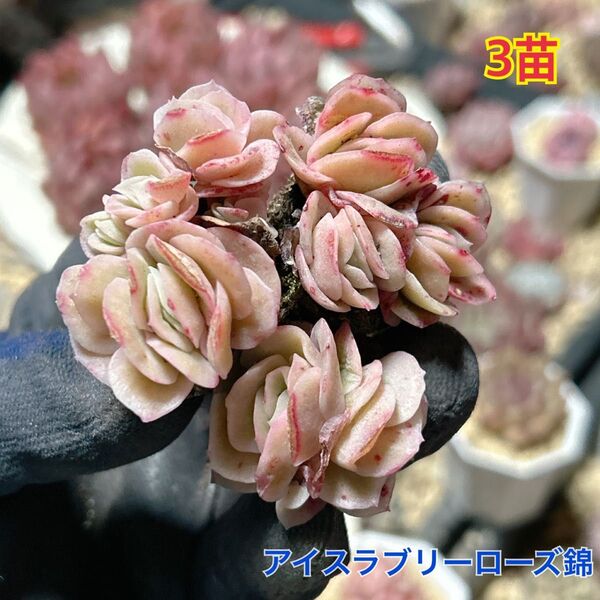 エケベリア アイスラブリーローズ錦 多肉植物 レア