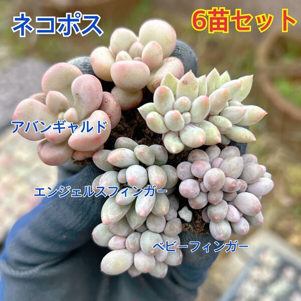ムチムチ系6苗セット 抜き苗 多肉植物 ネコポス
