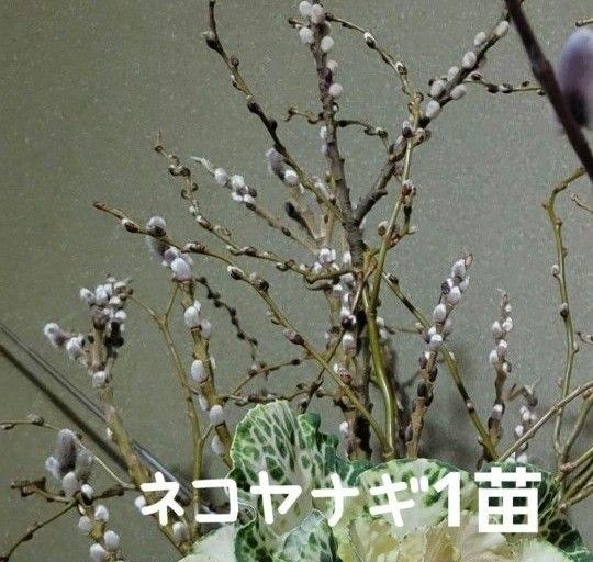 ネコヤナギ シルバー 1苗