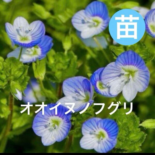 オオイヌノフグリ 抜き苗 10株 押し花・シリカゲルフラワー チンキ 色々ご利用下さい*.゚