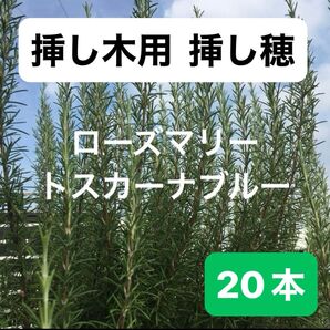 ローズマリー トスカーナブルー 挿し穂 【20本】 挿し木成功率は良いですよ♪