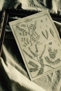 18 век Франция сенсационный растения ... предмет .4 античный искусство гравировки botanika искусственная приманка to растения . гравюра на меди Robert Benard сад искусство гравировки 