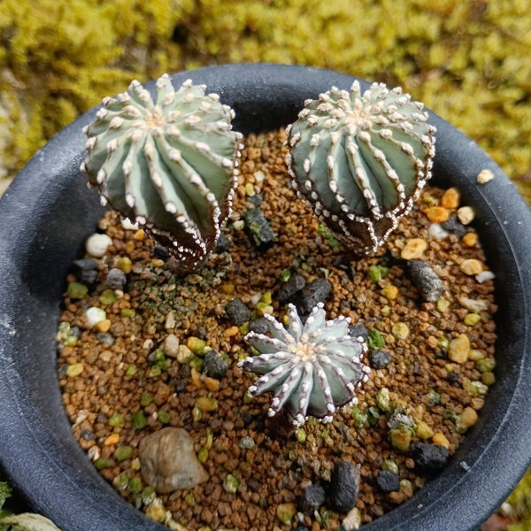 Yahoo!オークション -「メキシカーナ」(サボテン) (観葉植物)の Yahoo!オークション -「メキシカーナ」(サボテン) (観葉植物)の