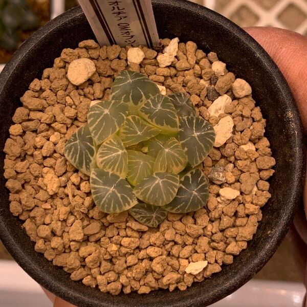 多肉植物 ハオルチア OMオブツーサ錦糊斑