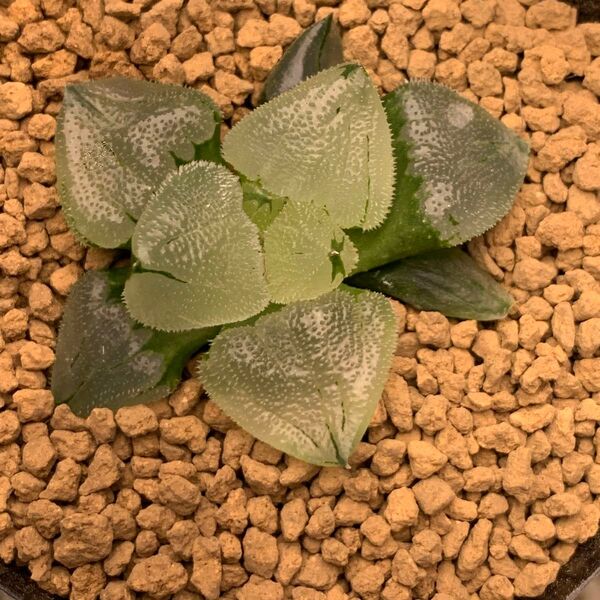 多肉植物 ハオルチア ピグマエアミュータント(変異株)